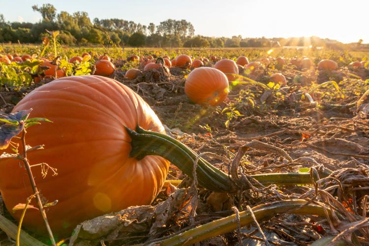 Recordbreaking warm Halloween in Montreal Suburban Weather