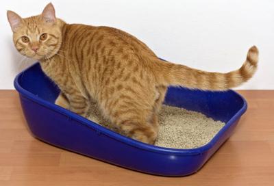 My Cat Peed Outside His Litter Box Pet Talk Thesuburban Com