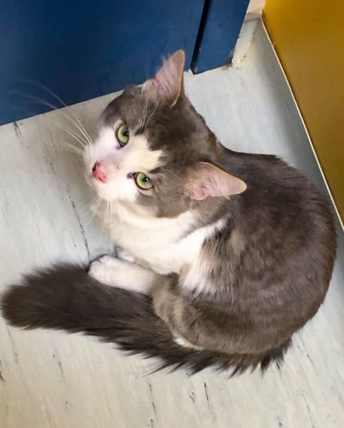 Pet of the Week