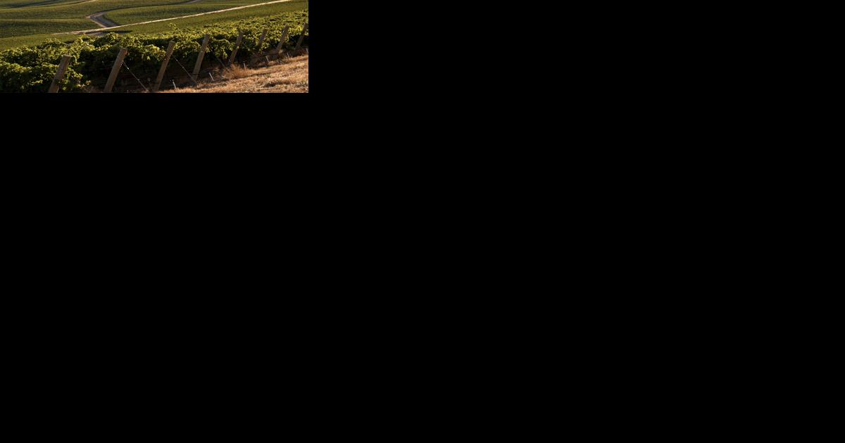 Mandi Robertson: Five reasons to love Washington State wine - Vimarsana News