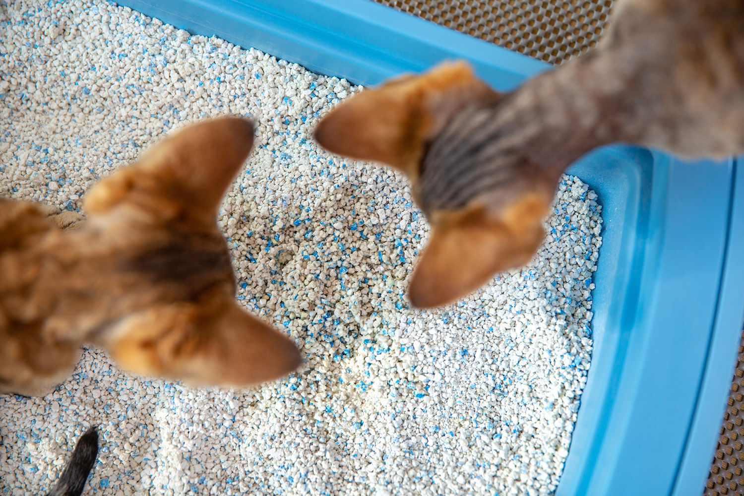 reject shop cat litter tray