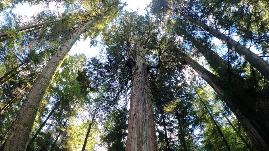 Daniela Caputo's Destinations: Roadtrip through Vancouver Island, British Columbia Part 1 - City of Vancouver & Nanaimo - Vimarsana News