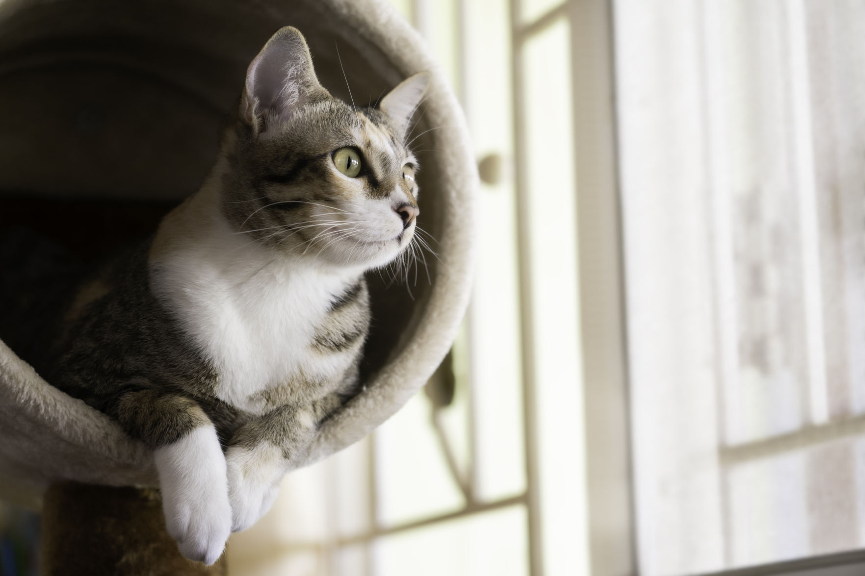 Four decapitated cats found in Pointe Claire - Vimarsana News