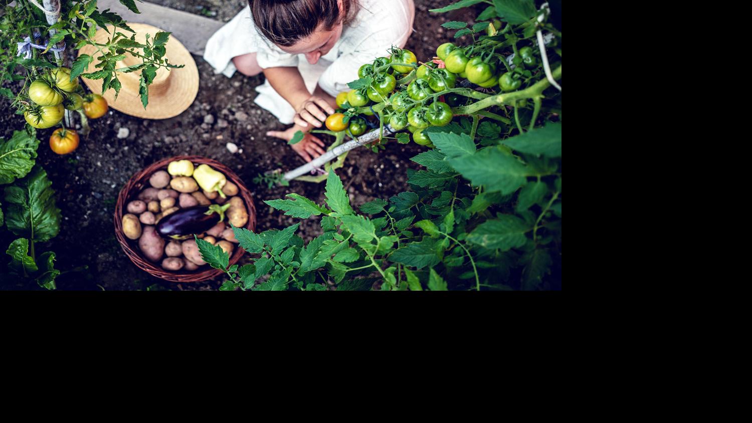 5 widespread backyard invaders and how to regulate them | Home & Garden