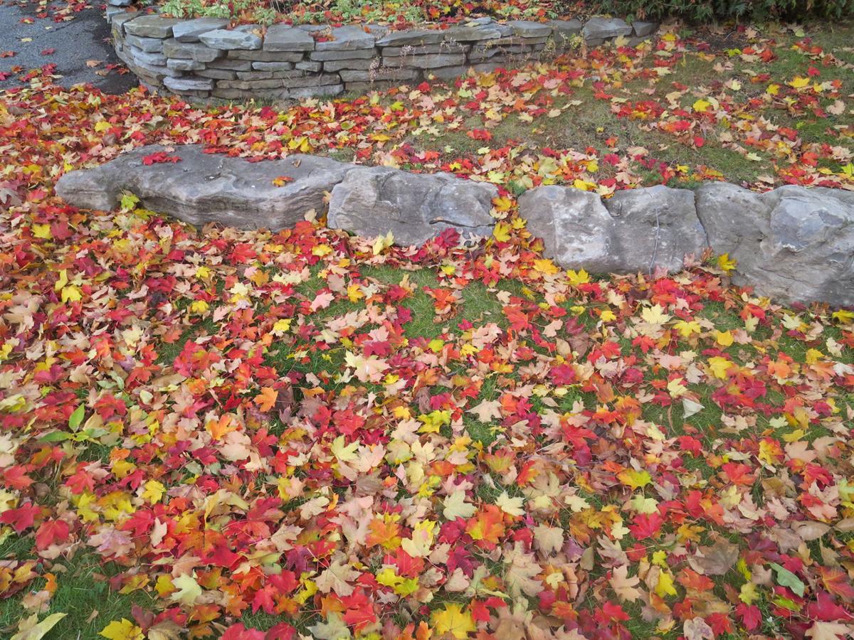 Seven Good Reasons Not To Clean Up Your Garden This Autumn Home Seven Good Reasons Not To Clean Up Your Garden This Autumn Fall Leaves