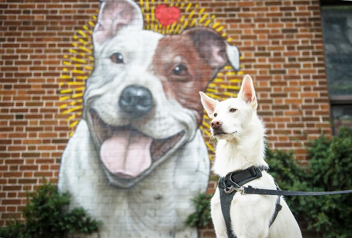 Montreal SPCA will be heard during provincial