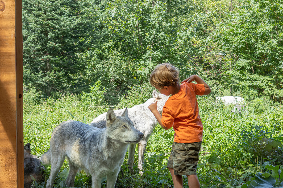 Parc Omega Where animals invite visitors into their habitats