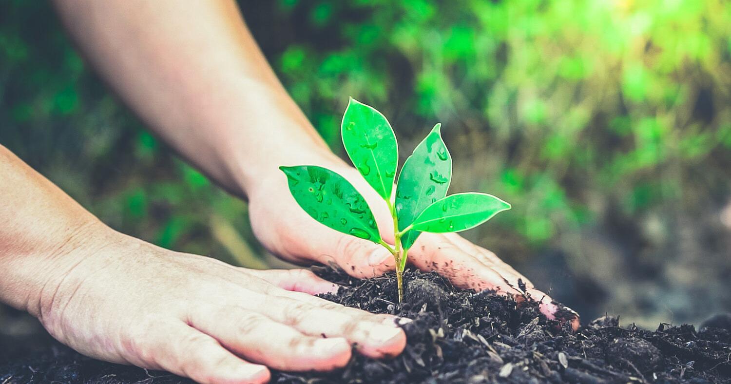 Planting the seed of an idea: How eco-responsible gardening helps everyone - Vimarsana News