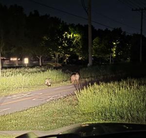 The call of the wild: why we keep spotting coyotes closer to home
