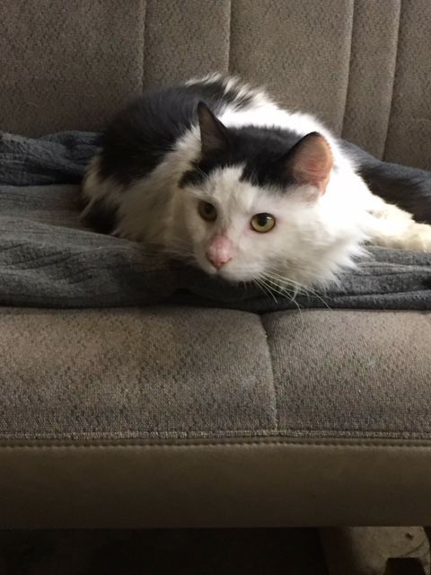Pet of the Week