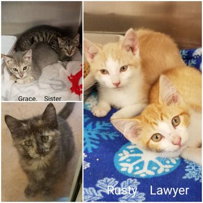 Adoptable pet of the week
