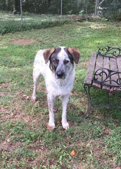 Adoptable pet of the week