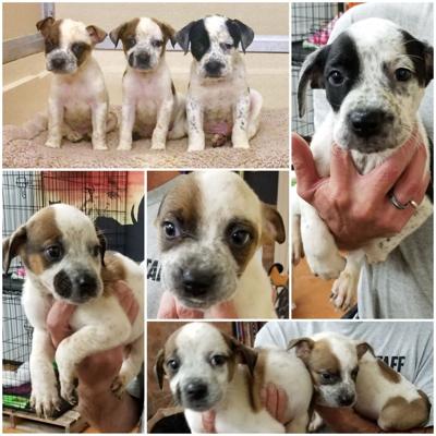 Adoptable pet of the week