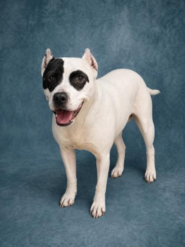 Adoptable pets of the week | News | thesuntimes.com