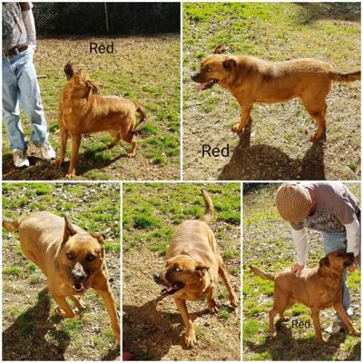Pet of the Week