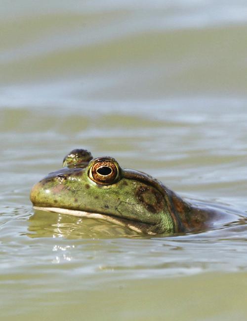 Bullfrog season