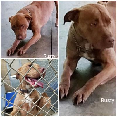 Adoptable pet of the week
