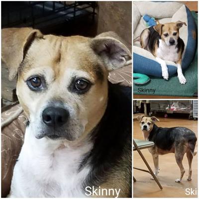 Adoptable pet of the week