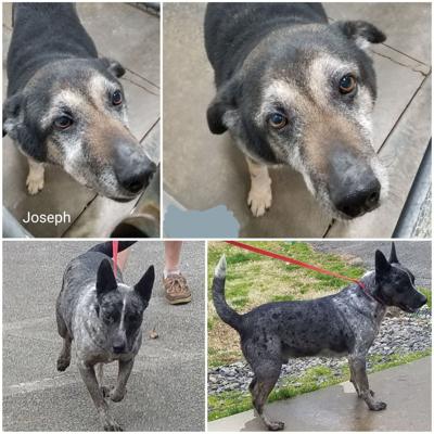 Adoptable pet of the week
