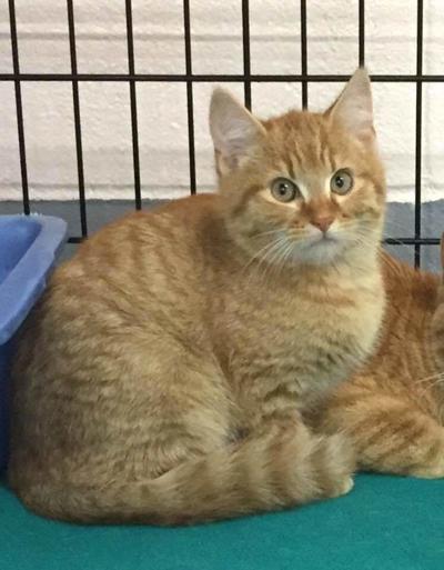 Heber Spring Humane Society Adoptable Pet of the Week