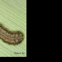 Fall Armyworms: You need to Scout Lawns, Pastures, and Hayfields | News ...