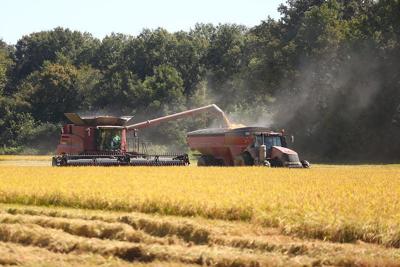 Arkansas rice harvest
