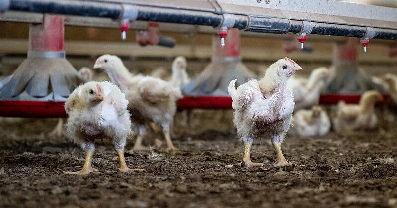 Researchers uncover what makes some chickens more water efficient than others - Vimarsana News