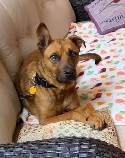 Adoptable pet of the week