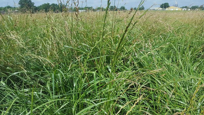 now-is-the-time-to-fertilize-fescue-news-thesuntimes