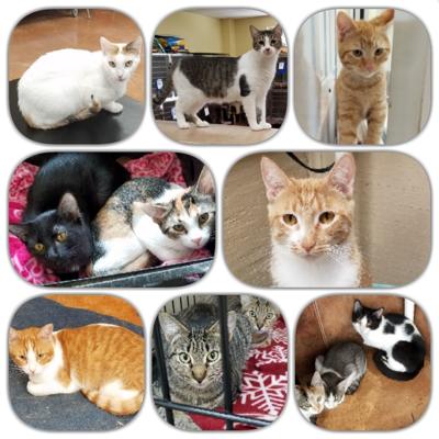 Adoptable pets of the week
