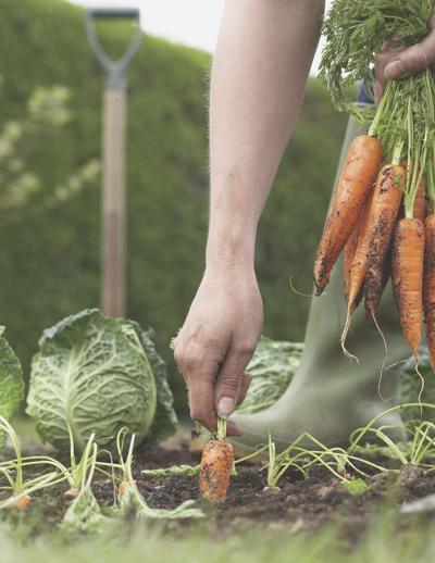 Tips for planting fall vegetables