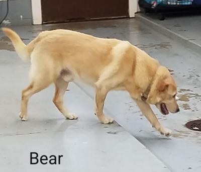 Bear