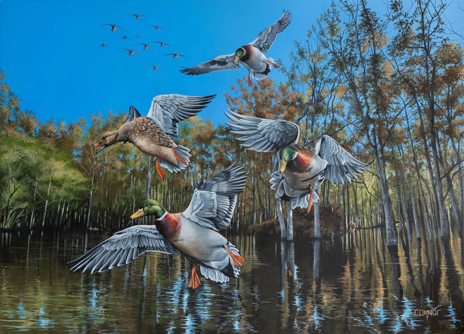 Duck Hunting Wallpaper  Ducks Flying In Png Transparent PNG  1600x875   Free Download on NicePNG