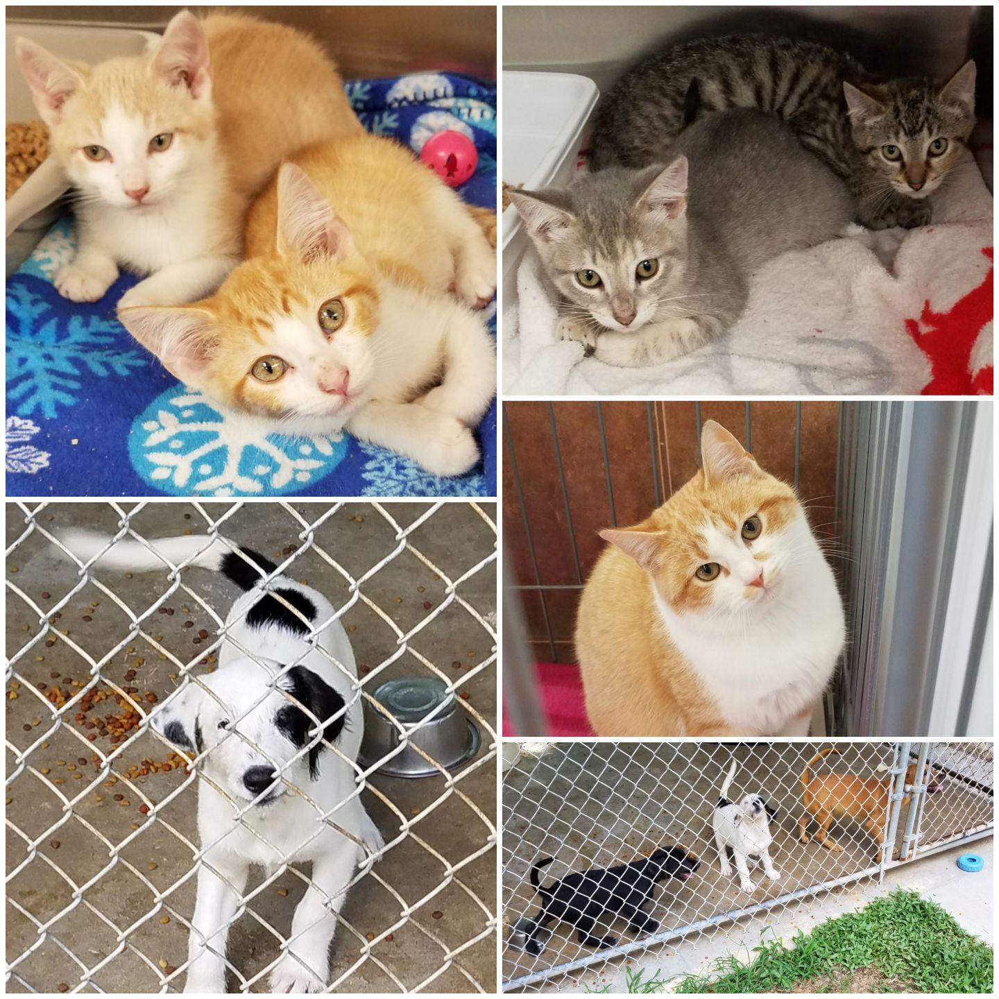 `Adoptable pets