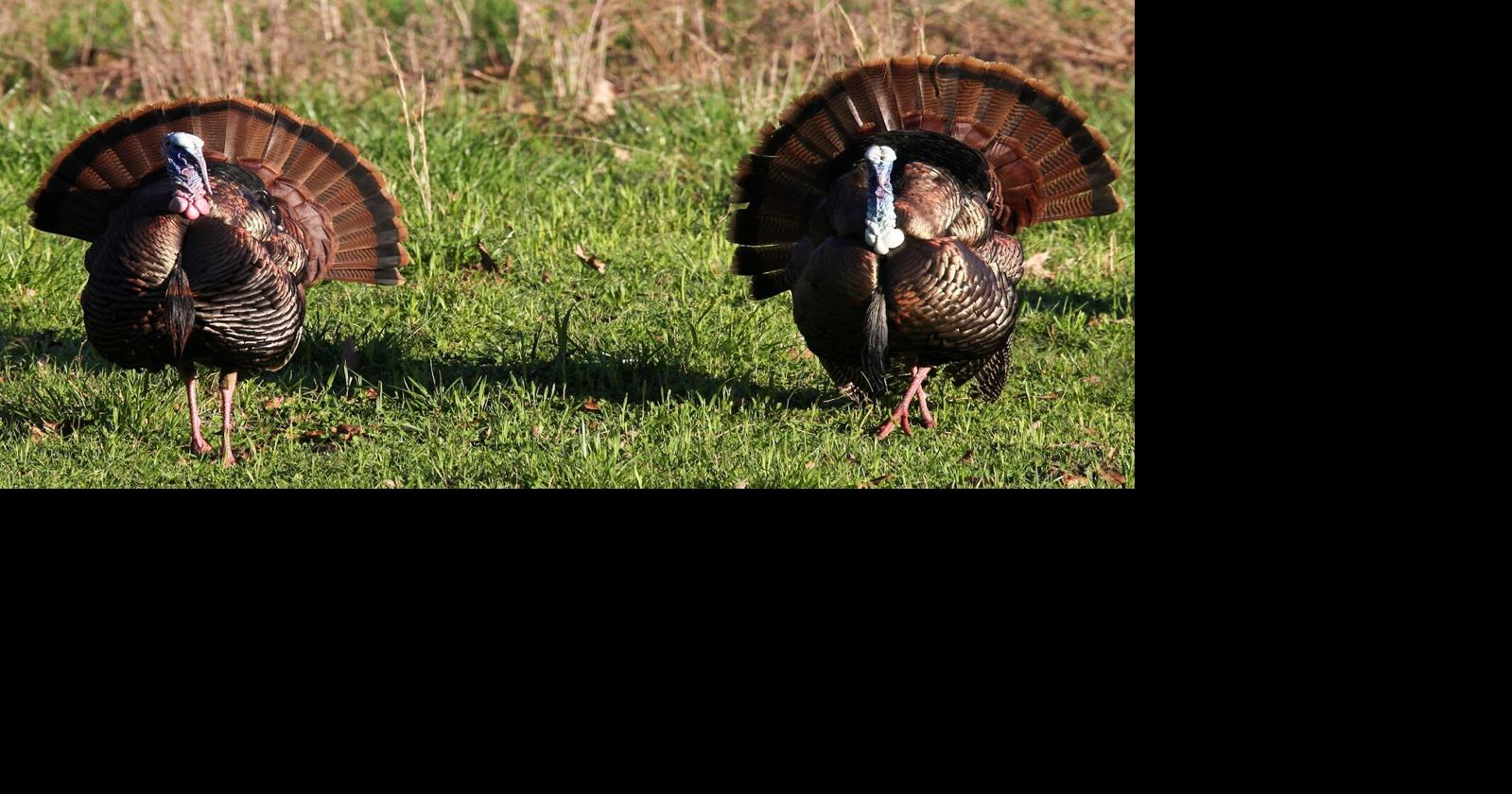 Apply for a public land turkey hunting permit by Feb. 15