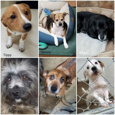 Adoptable pet of the week