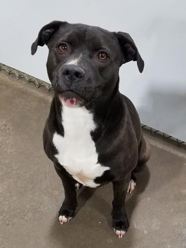 Adoptable pet of the week | Local News | thesuntimes.com