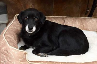 Adoptable pet of the week
