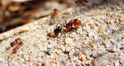 Fire ants are laying low, but still working | News ...