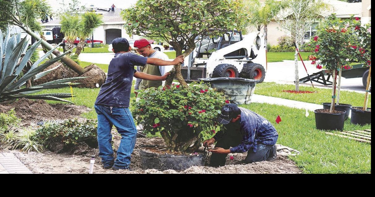 How to pick the right trees for your property News