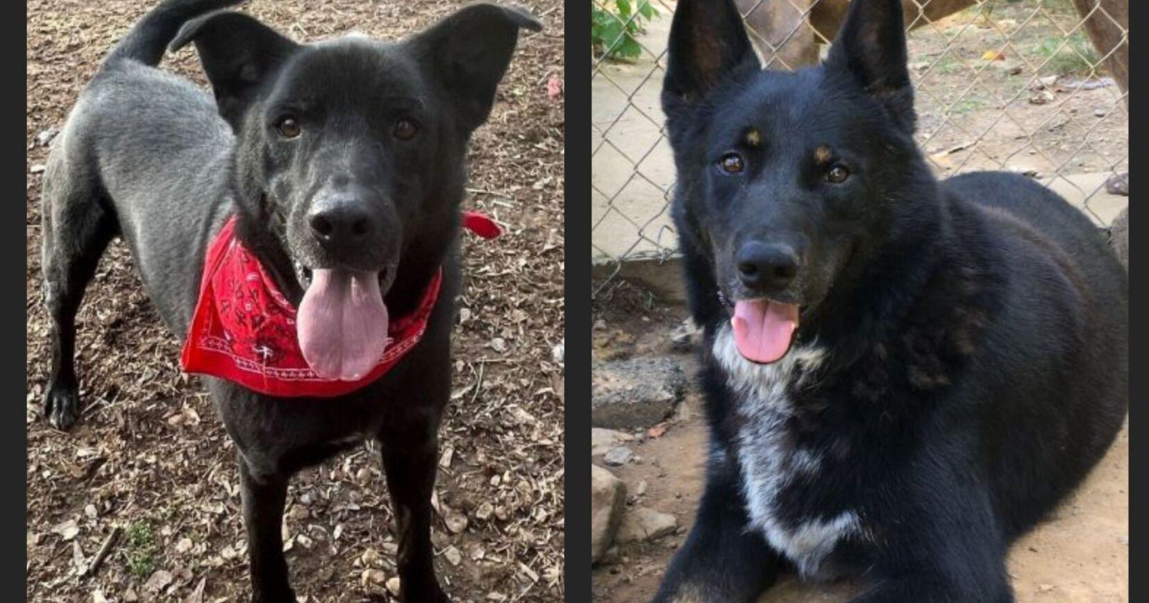 Adoptable Pets of the Week - Vimarsana News