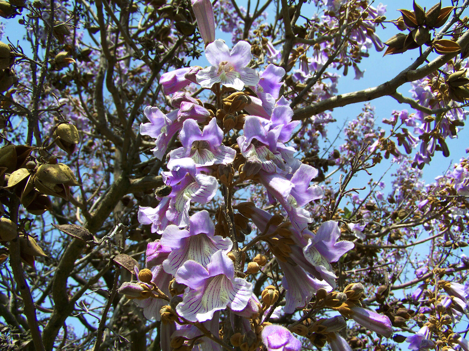 Primcess Tree Princess trees have benefits, but can be trouble | Farm News ...