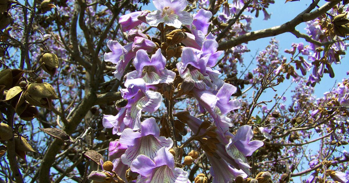 Princess Ann Tree Princess trees have benefits, but can be trouble | Farm News ...