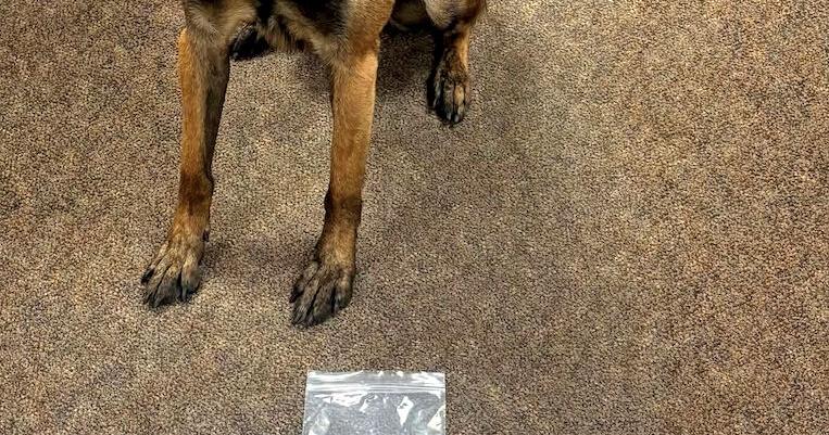 Deputies seize enough drugs to kill half the county | Arrests ...