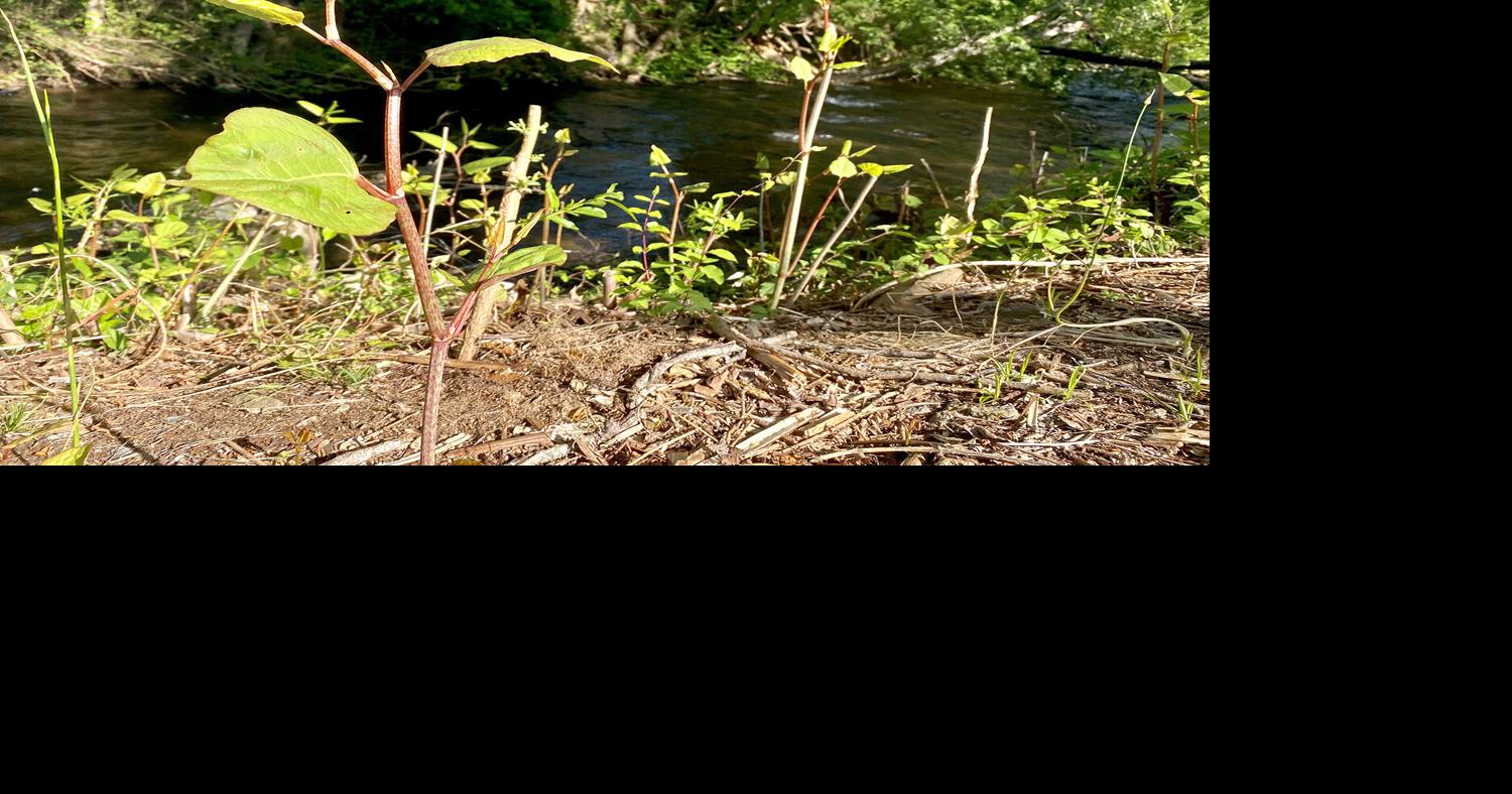 Native plants the best for gardens, wildlife