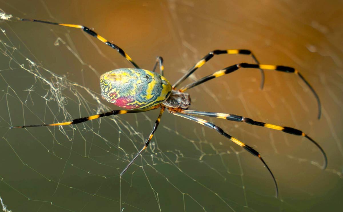 green emerald velvet dress Golden orb-weaver spider – Odds and Insects
