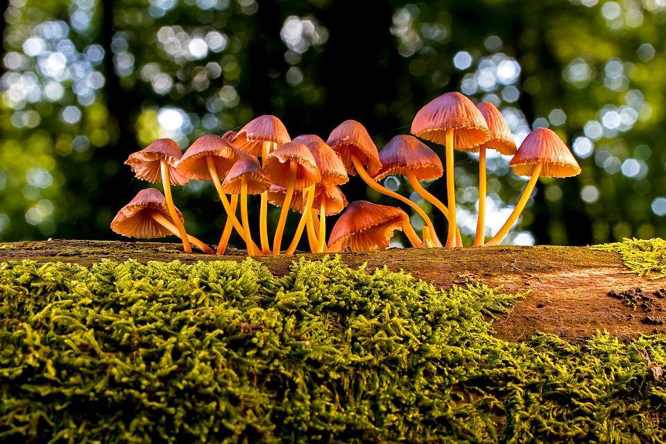 Mushrooms fill vital niches in our ecosystem Farm News thesylvaherald