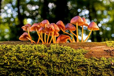 How Mushrooms are Revolutionizing Environmental Conservation