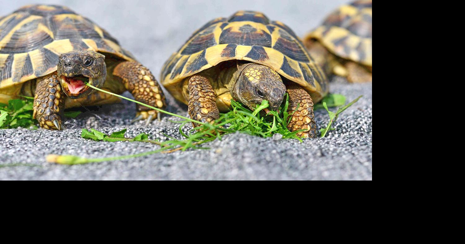 Turtles, tortoises are true survivors | Farm News | thesylvaherald.com