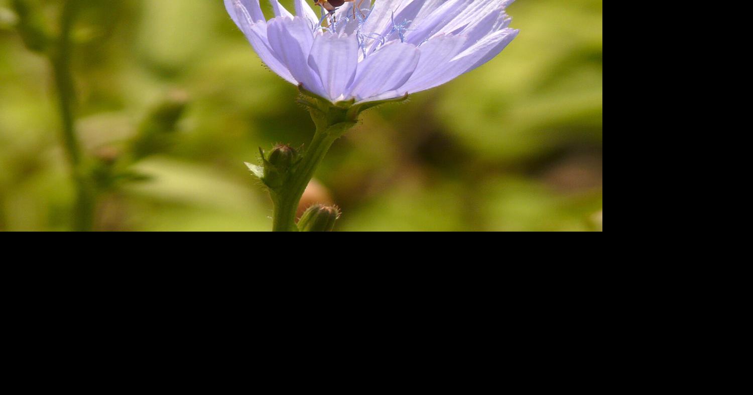 Flies, one of the negatives of the natural world